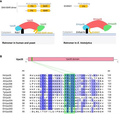 EhVps35, a retromer component, is involved in the recycling of the EhADH and Gal/GalNac virulent proteins of Entamoeba histolytica